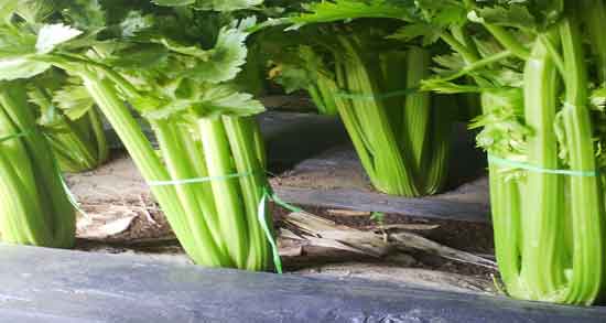مضرات کرفس برای کلیه