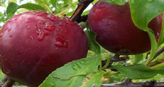 آلو برای یبوست