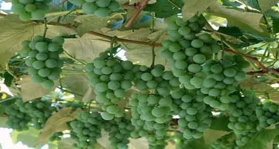 خواص آبغوره در سرماخوردگی ؛ درمان ورم مخاط دهان و حلق و نرمی لثه ها 