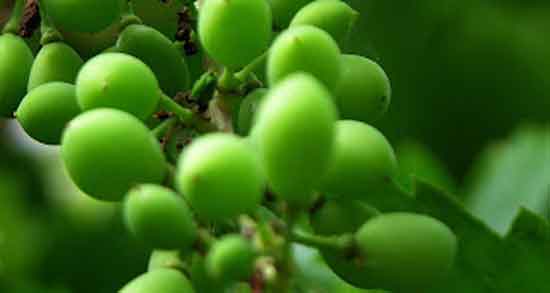 آبغوره برای فشار خون بالا