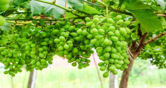 آبغوره و لاغری