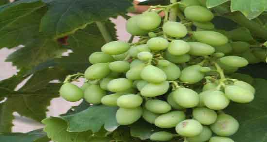 آبغوره برای ریزش مو ؛ خداحافظی با ریزش مو با داشتن تغذیه سالم