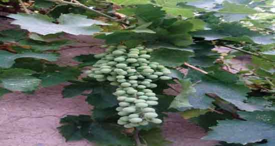 مضرات آبغوره