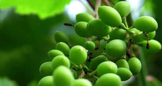 فواید آبغوره برای کبد چرب