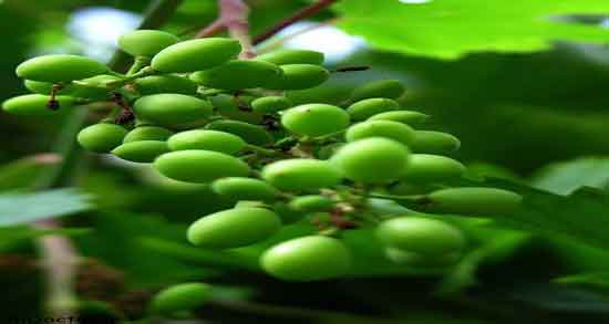 مضرات خوردن آبغوره