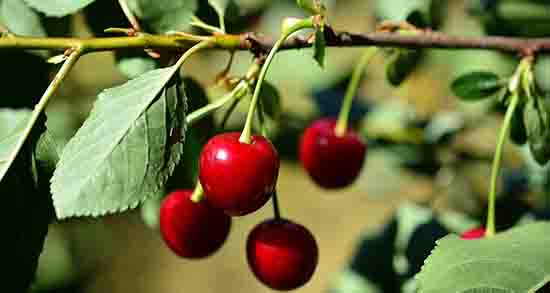 خواص آلبالو برای جنین ؛ خواص آلبالو در بارداری ، سلامت جنین