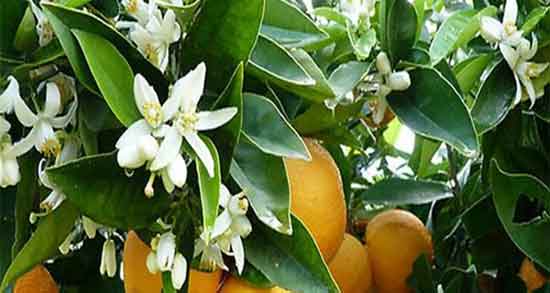 تعبیر خواب نارنج گرفتن ، معنی نارنج گرفتن در خواب های ما چیست
