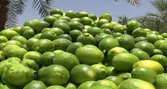آب لیمو ترش برای سنگ کلیه