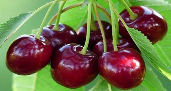 آلبالو برای دیابت خوب است ؛ خواص و مضرات آلبالو برای قند خون چیست