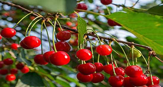 آلبالو و اسهال ؛ آلبالو برای درمان اسهال مفید است یا مضر است