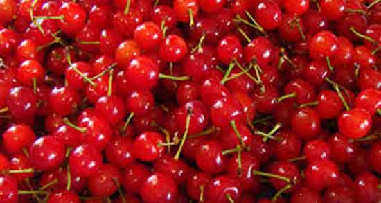 آلبالو و کبد چرب ؛ آیا البالو برای درمان بیماری کبد چرب مفید است