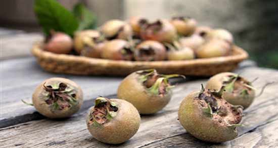 ازگیل برای زن باردار مفید است ؛ احتیاط در مصرف ازگیل برای زن باردار