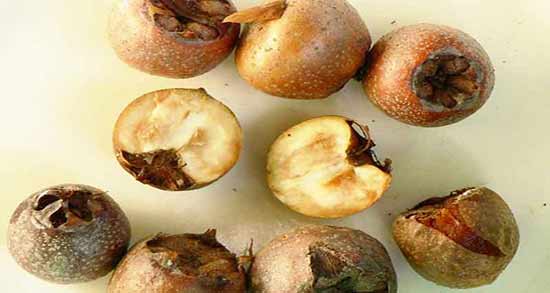 ازگیل و دیابت ؛ کنترل و پیشگیری از بیماری دیابت با خوردن ازگیل