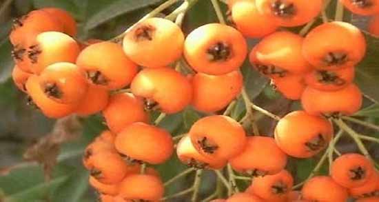 ازگیل و زالزالک ؛ بررسی خاصیت میوه ازگیل و زالزالک با یکدیگر