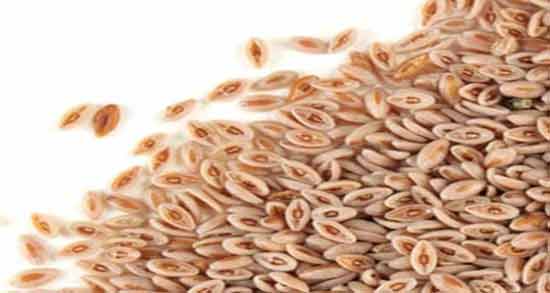 اسفرزه به آلمانی ؛ گیاه اسفرزه در زبان آلمانی معادل چه کلمه ای است