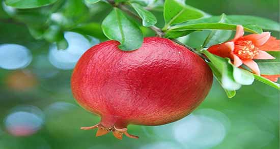 انار برای دیابت ؛ خاصیت ضد دیابتی انار برای درمان و پیشگیری