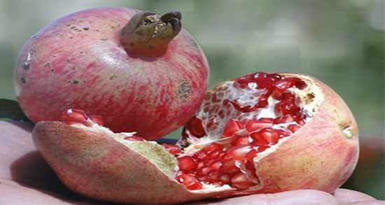 انار برای سگ ضرر دارد؟ ؛ خاصیت و مضرات دادن انار به سگ ها
