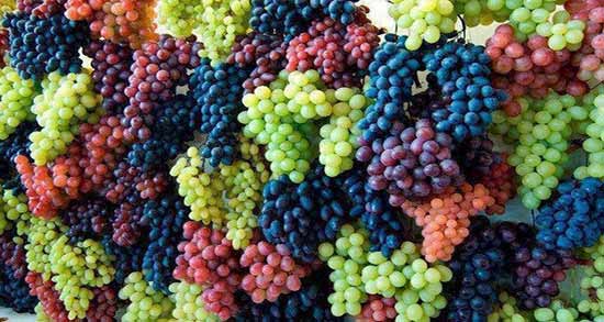 انواع انگور ؛ معرفی و بررسی خواص انواع مختلف انگور