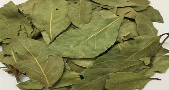 برگ بو برای چی خوبه ؛ بررسی فواید ضد سرطانی برگ بو