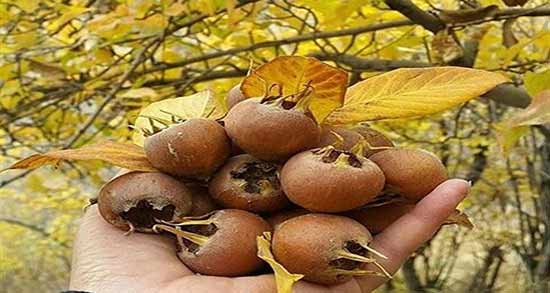 خواص ازگیل برای معده ؛ خوردن میوه ازگیل برای درمان ناراحتی معده