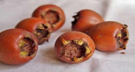 خواص ازگیل و طبع آن ؛ میوه ازگیل چه طبعی دارد و فوایدش چیست