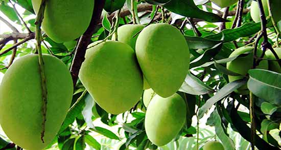 خواص انبه سبز ؛ فواید فوق العاده میوه انبه سبز برای بدن