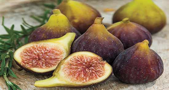 خواص انجیر گلابی ؛ میوه انجیر سرشار از خاصیت برای سلامتی