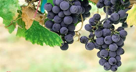 خواص انگور در طب سنتی ؛ سخنان امام رضا (ع) در مورد فواید انگور