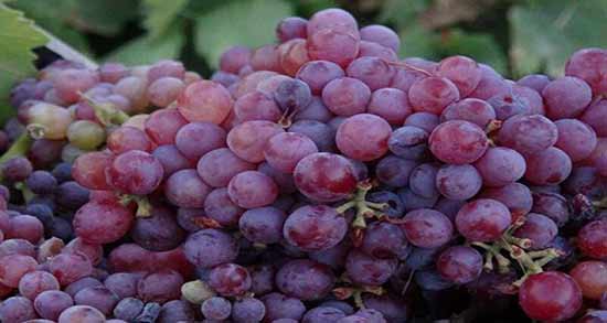 خواص انگور یاقوتی ؛ میوه ای خوشمزه و پر از خاصیت به نام انگور یاقوتی