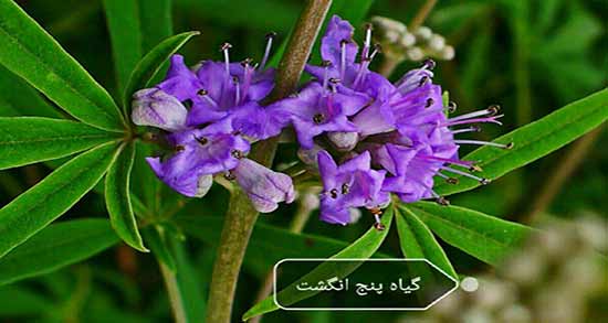 خواص رازیانه و پنج انگشت ؛ فواید و خاصیت ترکیب این دو گیاه