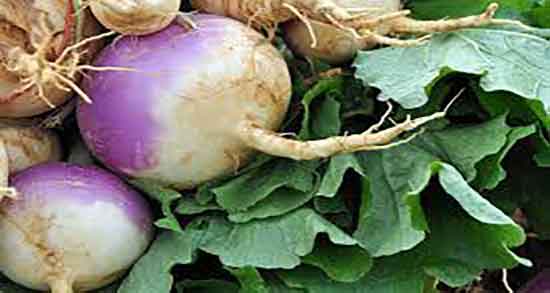 خواص و مضرات آب شلغم ؛ چه فوایدی برای چه بیمارانی و چه مضراتی برای چه بیمارانی دارد