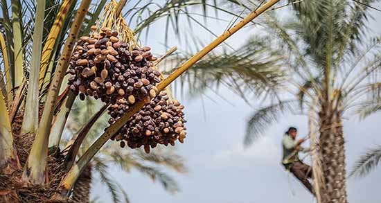 خواص و مضرات خرما ؛ مزایا و عوارض مصرف خرما برای سلامتی بدن