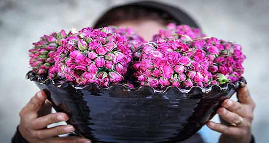 خواص گلاب برای رحم ؛ استفاده از گلاب برای درمان بیماری های مربوط به رحم