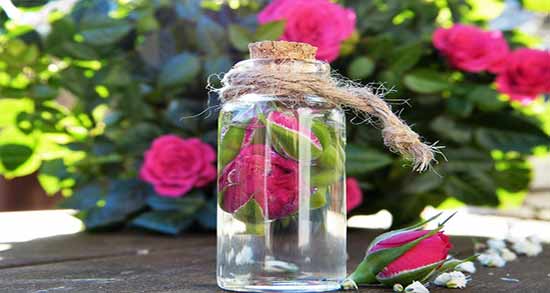خواص گلاب برای لاغری ؛ از گلاب چگونه استفاده کنیم تا باعث لاغری شود