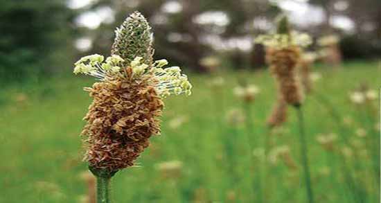 خواص گیاه اسفرزه ؛ بررسی فواید گیاه اسفرزه برای درمان بیماری ها