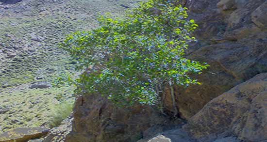درخت انجیر کوهی در دفینه ؛ رشد چند ساله درخت انجیر در دفینه