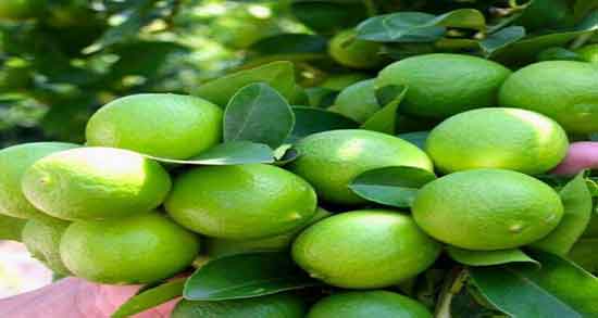 روش گرفتن آب لیمو ترش