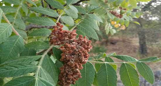 سماق قهوه ای برای لاغری ؛ تاثیر شگفت انگیز دمنوش سماق برای لاغر شدن