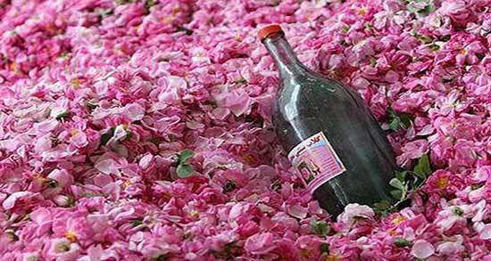 ضرر گلاب ؛ نکاتی مهم درباره موارد منع مصرف و مضرات گلاب