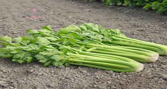 عوارض آب کرفس برای لاغری