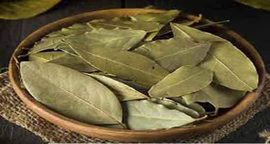 عوارض برگ بو ؛ مصرف برگ بو در برخی افراد باعث ایجاد آلرژی می شود