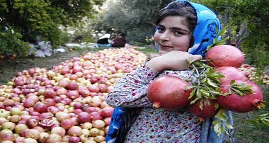 فصل انار چه فصلی است ؛ در کدام فصل انار برداشت می شود