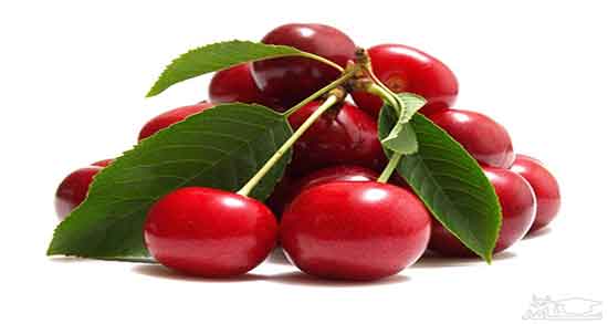 فواید آلبالو تازه ؛ خوردن آلبالوی تازه چه خواص و مضراتی دارد