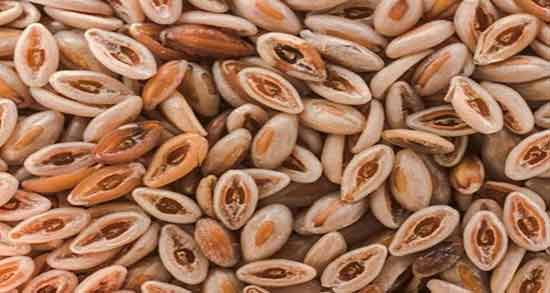 فواید اسفرزه در طب اسلامی ؛ خاصیت مصرف اسفرزه از نظر بزرگان دینی