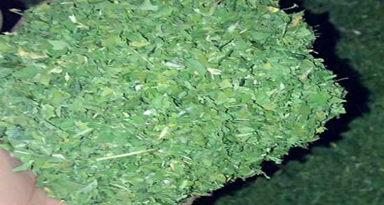 فواید اسفناج خشک شده ؛ بهترین روش برای نگه داری خواص اسفناج خشک شده