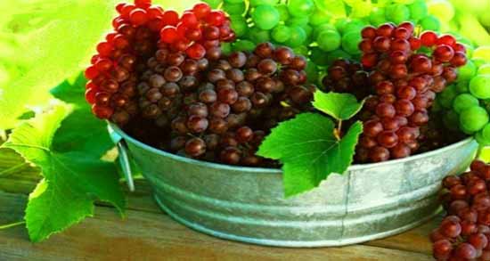 فواید انگور یاقوتی ؛ آشنایی با خواص انگور یاقوتی برای سلامتی