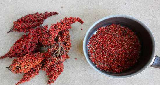 فواید سماق در طب سنتی ؛ سماق از نظر طب سنتی چه جایگاهی دارد