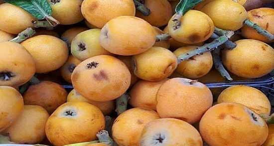 مضرات ازگیل ژاپنی ؛ خوردن ازگیل ژاپنی برای کدام افراد خطر دارد