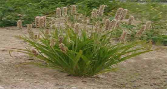 مضرات استفاده از اسفرزه ؛ خطرات جدی که اسفرزه برای سلامتی دارد