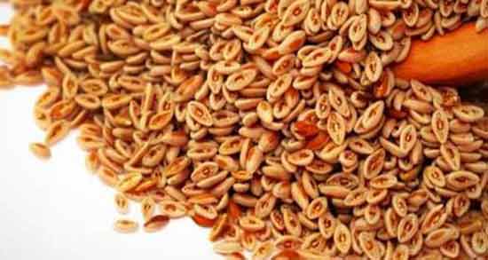 مضرات اسفرزه چیست ؛ استفاده از گیاه اسفرزه چه عوارضی برای بدن دارد